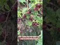 buah buahan yang suda langka dan engga di perjual belikan di pasar
