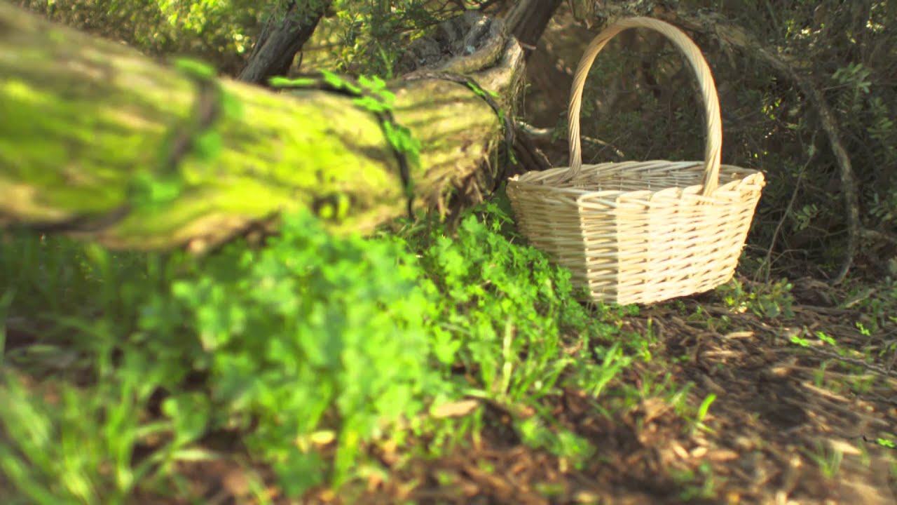 The Lucky Clover Trading Co. YouTube