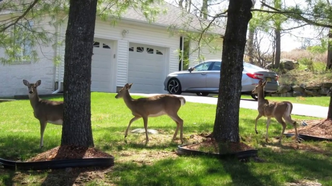 Visiting Powder Mill Heights in Parsippany, New Jersey, April 19, 2020