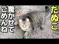 坂で滑ってしまってたぬこちゃんを驚かせてしまった...😸（野良猫•地域猫）🐈