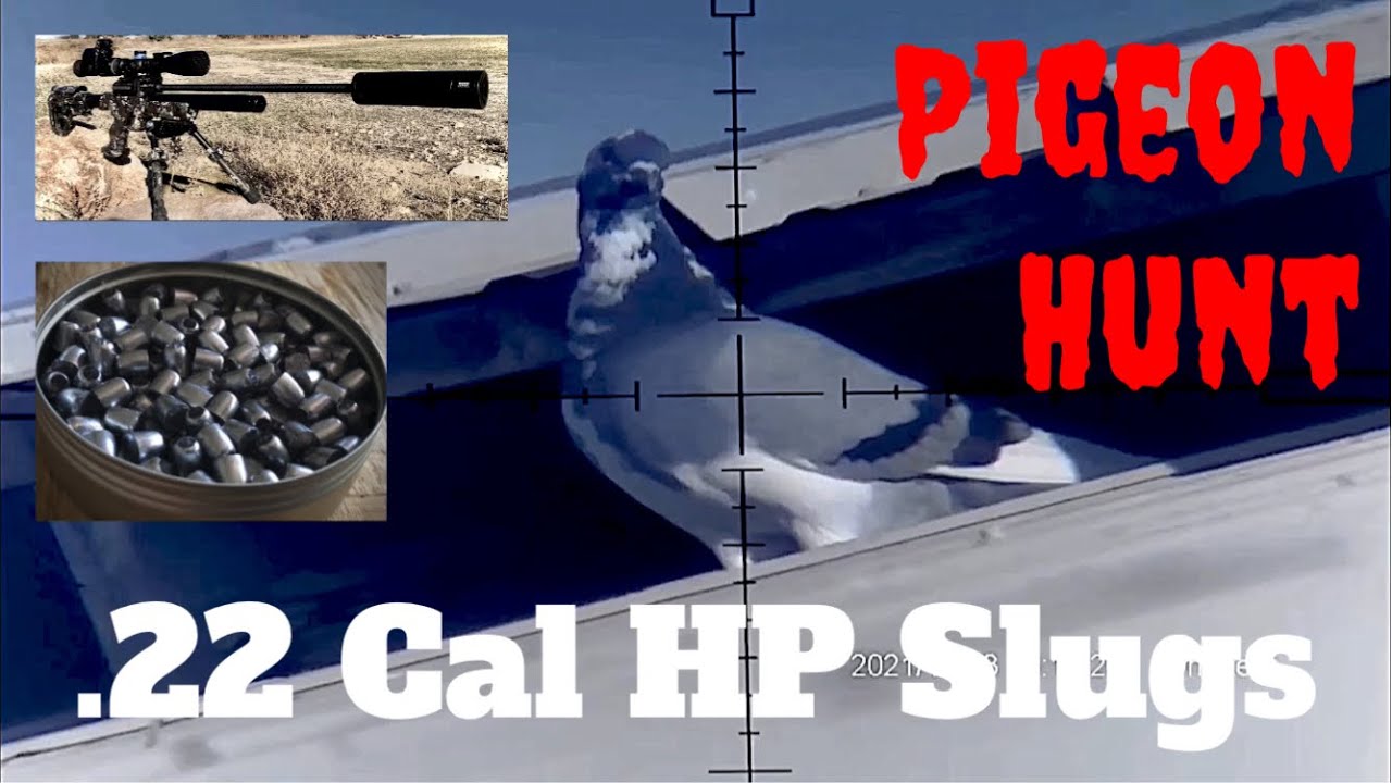 Air Rifle Pigeon Hunt & Cook Custom Hollow Point Slugs Kral NP03 OneLeaf Scope Cam Night Vision