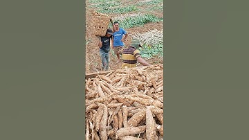 Panen Singkong Garuda Muda Super #shorts #singkong #farming #petani #bertani #dharmayasaberkarya