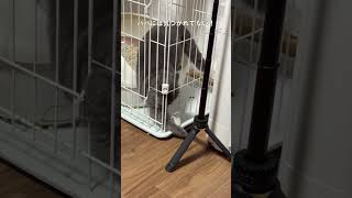 パパにバレてないと思ってやりたい放題する猫がこちらです #猫