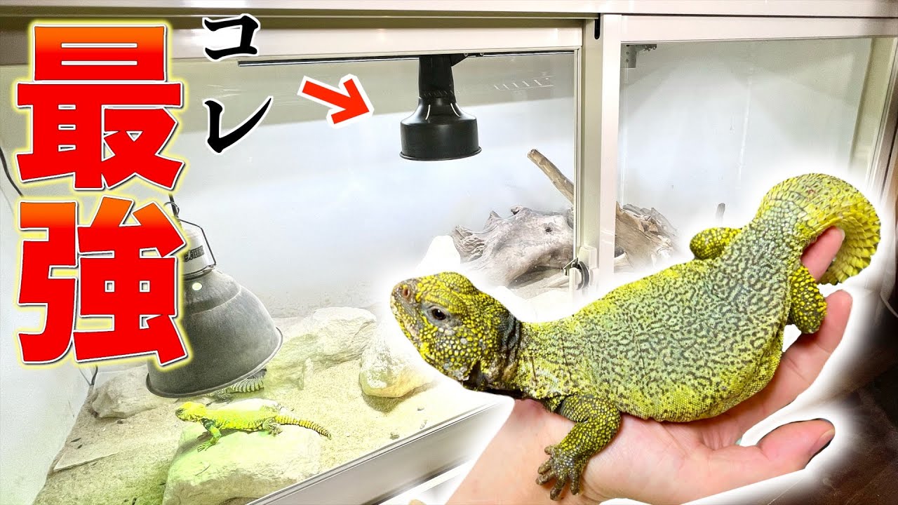 I tried out the most powerful light for reptiles and the
