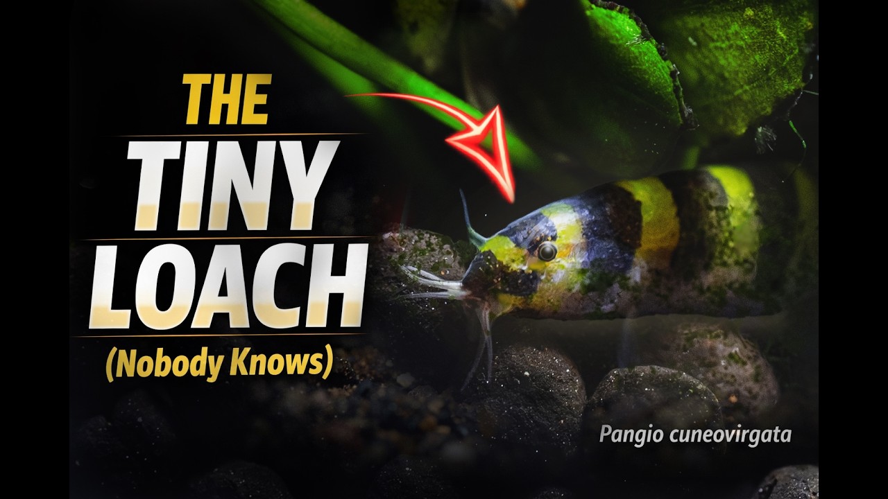 Маленький вьюн, о котором никто не знает