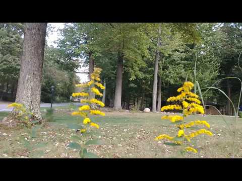 Video: Rough Goldenrod Info – Իմացեք կոպիտ ոսկեգույն ծաղիկներ աճեցնելու մասին