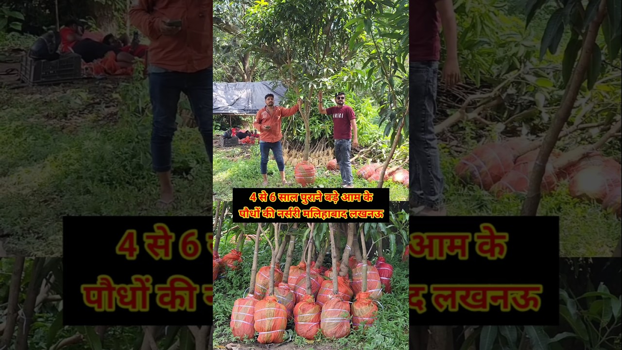 Big size mango plant nursery malihabad | mango nursery malihabad | big mango plant nursery | 