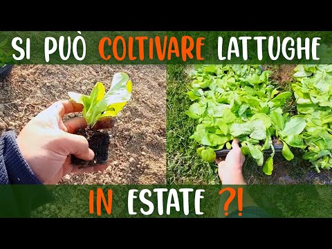 Video: Che cosa sono i semi di lactuca sativa?