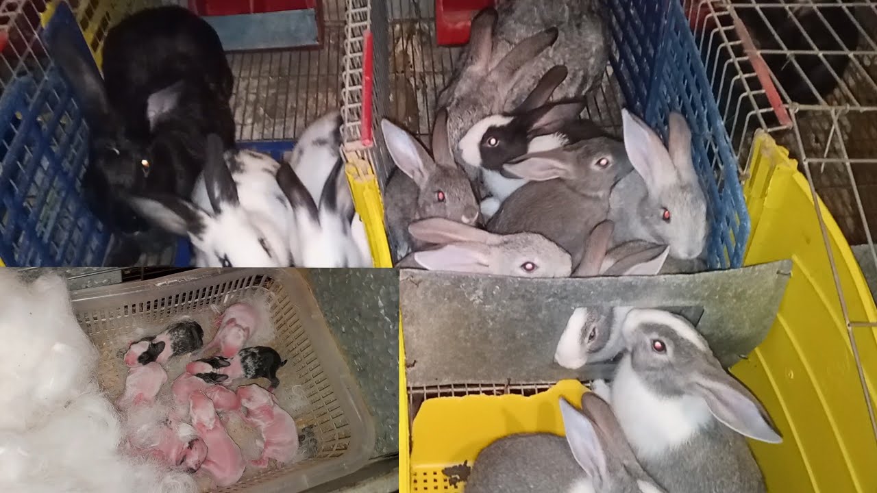 طريقة نجاح مشروع تربية الأرانب بطريقة سهلة و بسيطة أجي تشوف كيفية تربية الأرانب بطريقة صحيحة 