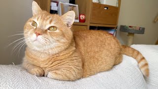 【悲報】ニャルソック隊長の職場が崩壊しました