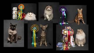 Strictly Cats Cat Show November 4th & 5th 2023