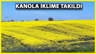 Trakyanın Sarı Altın Çiçeği Kanola Ekimine İklim Müsaade Etmedi