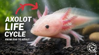 AXOLOTL LIFE CYCLE: From EGG to ADULT (You Won't BELIEVE the Transformation!)