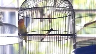 NGEKEK 6 MENIT 😱 Lovebird Walang Sangit