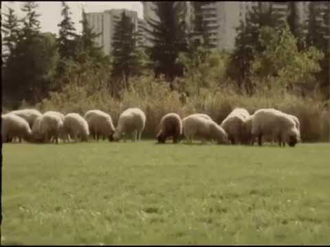 Sheep vs Gas Mower:  Voice Over by Rory O'Shea