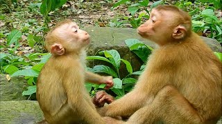 Smart Linda trying to talk to big pigtail monkey to get hug, Baby Linda is scared she need huge hug