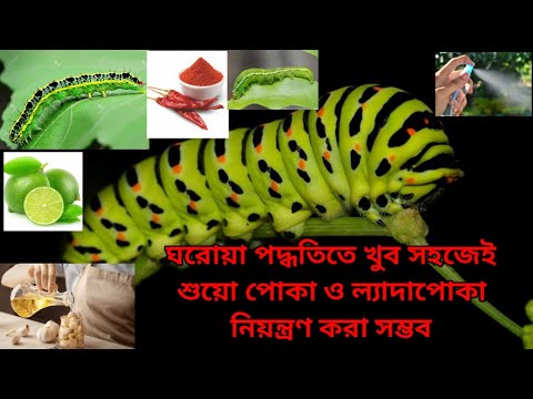 শুয়া পোকা ও ল্যাদা পোকা নিয়ন্ত্রণ করুন ঘরোয়া পদ্ধতিতে।।