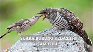 SUARA BURUNG KEDASIH I 1 JAM NONSTOP