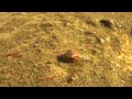 Macro Life in an Ephemeral Pool at Red Rock Canyon ~ Clam Shrimp, Fairy Shrimp, Triops