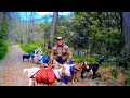 Pack goat trip: Meadow Creek, Idaho - May 2017