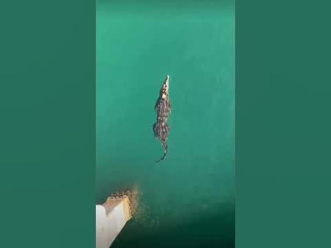 Crocodile in Atlantic Ocean, Pompano Beach, Florida - YouTube