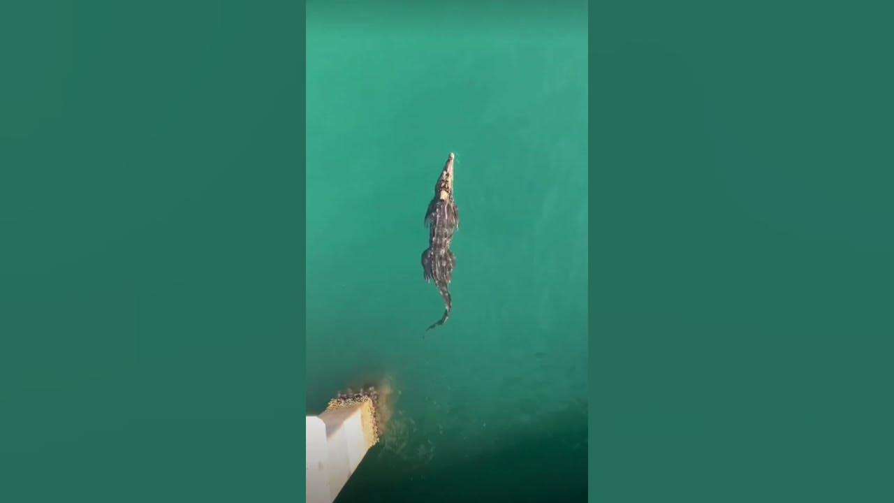 Crocodile in Atlantic Ocean, Pompano Beach, Florida - YouTube