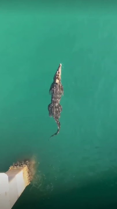 Crocodile in Atlantic Ocean, Pompano Beach, Florida - YouTube