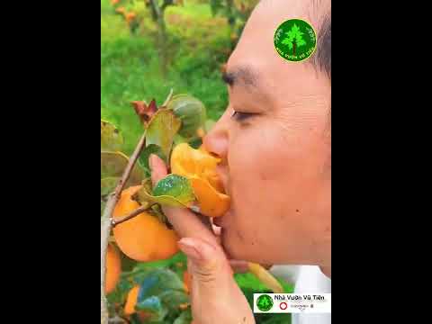 Video Ăn trực Tiếp Hồng Giòn Nhật Bản Trên Cây Cực Đã| Nhà... - youtube