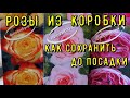 🌹Как сохранить розу из коробки🌹до посадки .