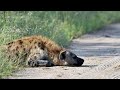 Una hiena sin fuerza gime de dolor mientras estaba acostada en medio del campo