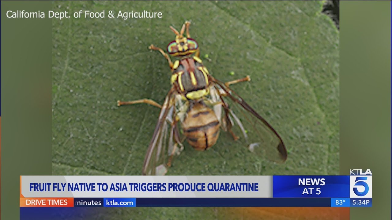 Portion of Los Angeles quarantined over fruit fly infestation