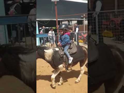 וִידֵאוֹ: סוס פוני אוסטרלי גזע היפואלרגני, בריאות ותוחלת חיים