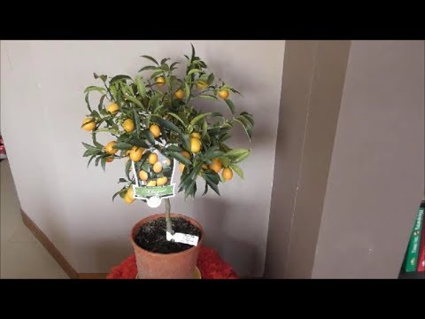 Videó: Kumquat: Milyen Gyümölcs?