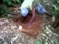 Jamaica - YAM YAM YAM - Farmer Williams Reaping Yam - Corrodus Production