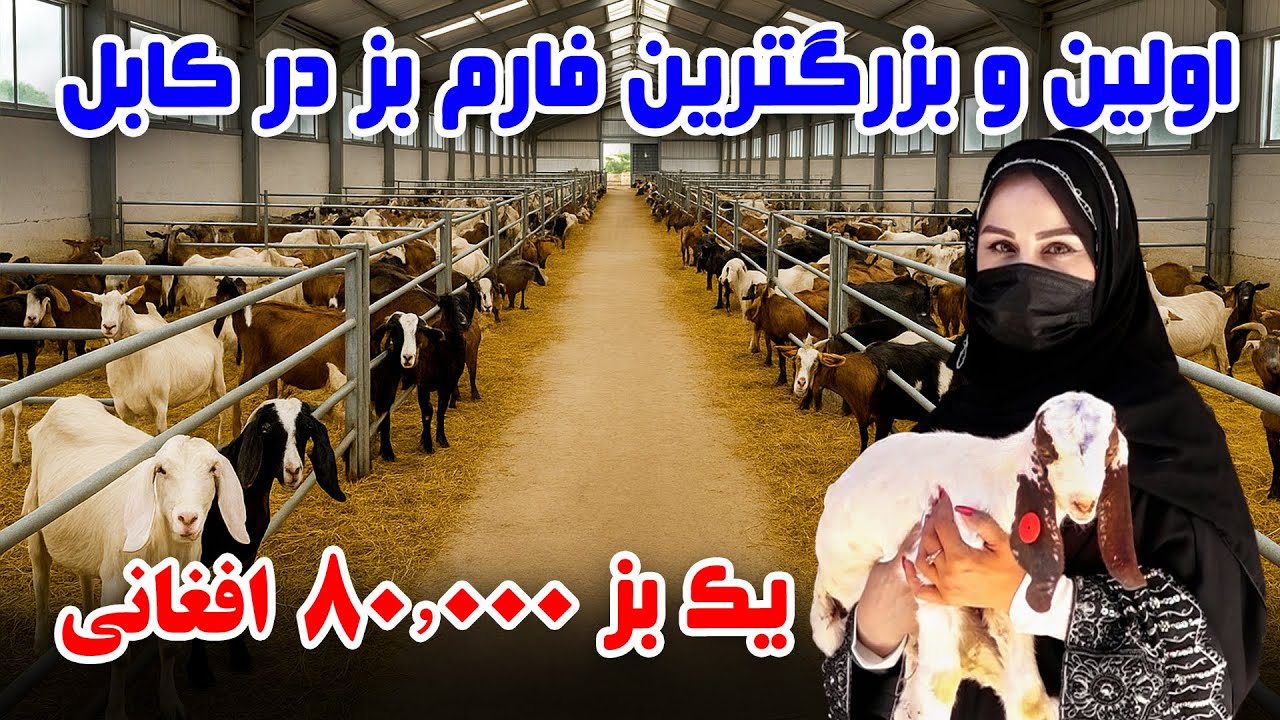 اولین و بزرگترین فارم بز در کابل، گزارش فرشته عظیمی