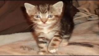 Top 10 Reasons to Choose an American Domestic Cat as Your Pet by WackyWackyWorld 69 views 7 years ago 5 minutes, 20 seconds