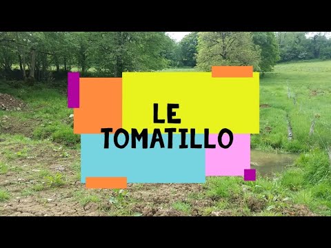 Vidéo: Pourquoi les tomatilles sont petites : les raisons des tomatilles trop petites dans le jardin