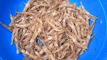 ThảoCady xuống ao bắt các con vật, con cua, con cá, con tôm. part-44