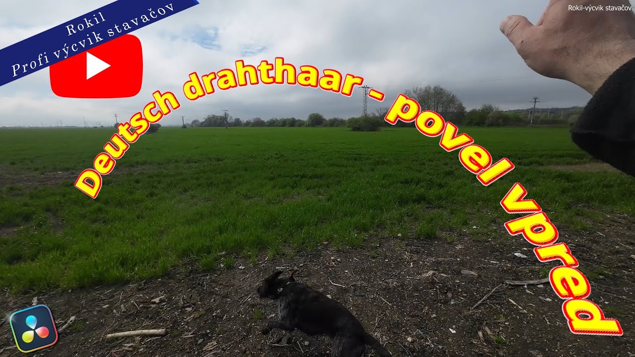 Deutsch drahthaar-Nemecký drôtosrstý stavač - povel vpred