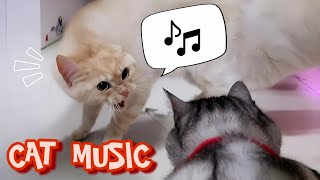 Você gosta de música com gatos?? Esse remix é pra você (Meow number 10) by AtilaKw 30,812 views 5 months ago 1 minute, 14 seconds