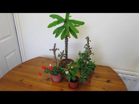 Video: Euphorbia Mil: bakım, koşullar ve üreme