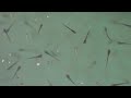 Thousands of Baby Koi 3 days old! | Breeding project part 7