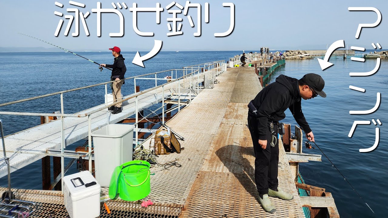 小島養漁場、今ならアジ無限に釣れます。