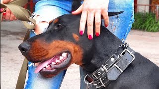 Красивые уши добермана Бисмарка. Beautiful ears Doberman Bismarck. Красивые уши добермана Бисмарка. Beautiful ears Doberman Bismarck.