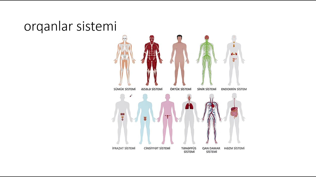 İnsan orqanizmi ilə tanışlıq .Sinir sistemi.