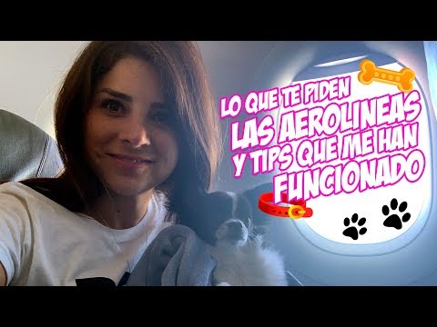 Video: Historial De Viajes De Mascotas Importante Para Compartir Con El Veterinario