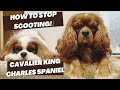 SCOOTING | Tips on How to Avoid It | Cavalier King Charles Spaniel