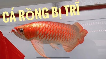 Huyết Long Phông Trắng - bệnh TRĨ ở cá rồng