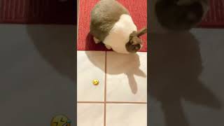 Babylou Is Not Really Fat Ok