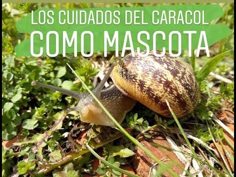 Video: 3 formas de cuidar los caracoles
